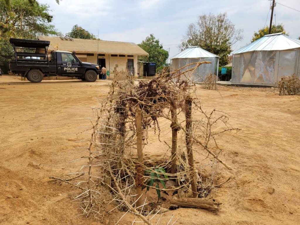 naturally fenced green tree seedling on dry soil