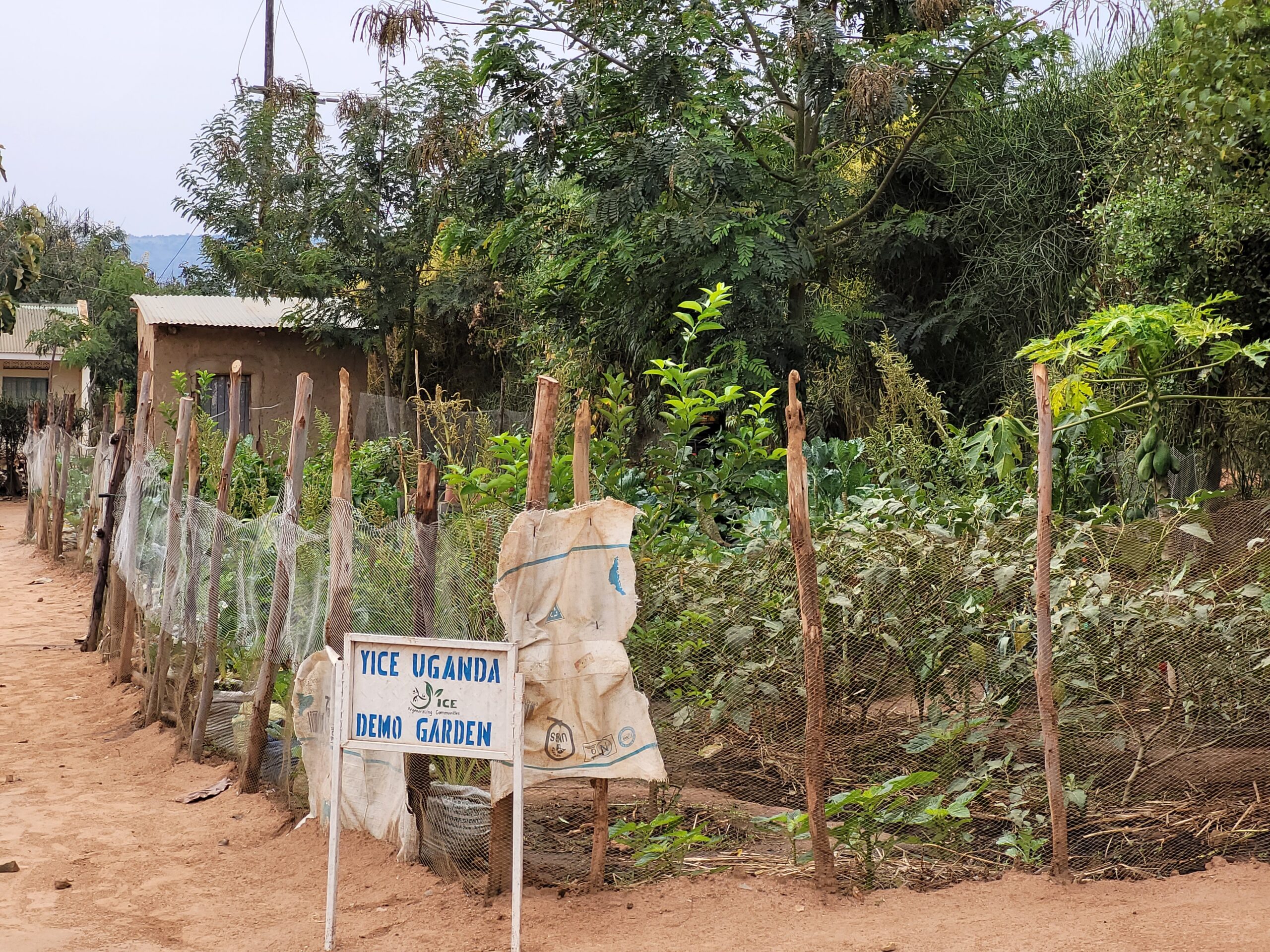 Read more about the article YICE: Youth Initiative for Community Empowerment
