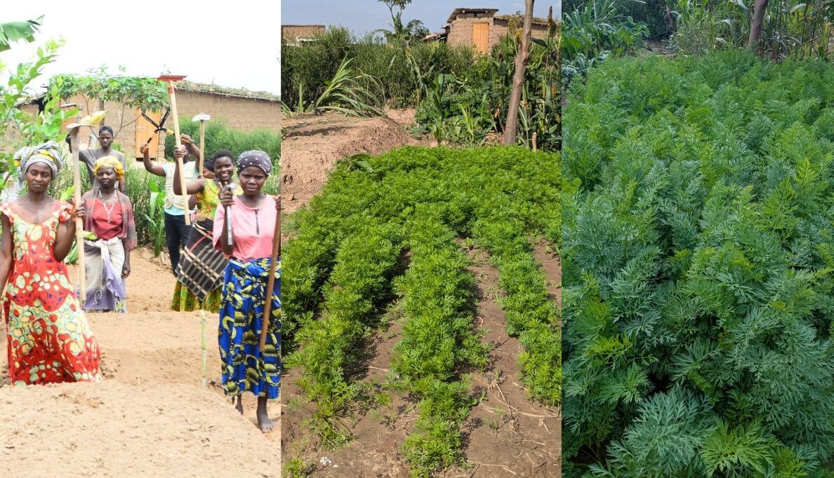 Read more about the article Poverty reduction & climate protection:  Not a contradiction, but an inseparable unity