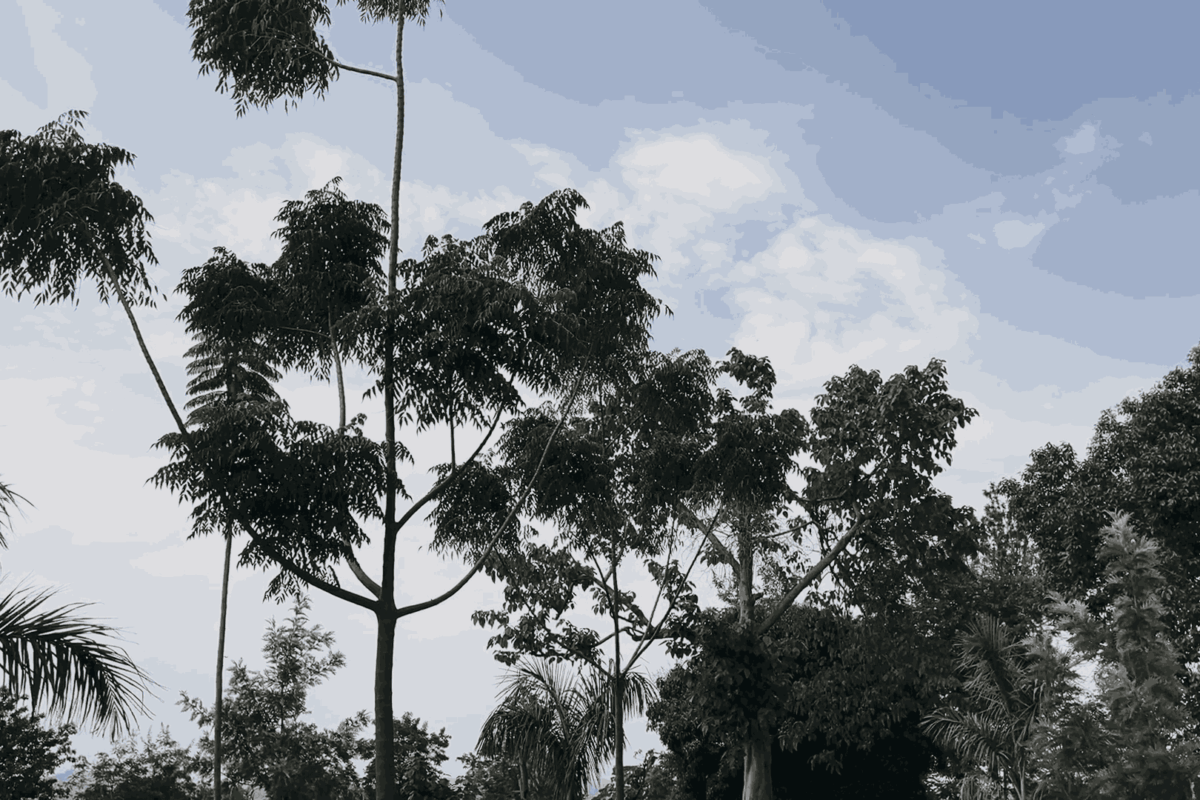 Seeds of Tomorrow: The Untapped Power of Foresight in Refugee Camps and Regenerative Farming